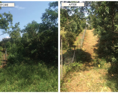Clearing_Before_and_After Clearing_Before_and_After