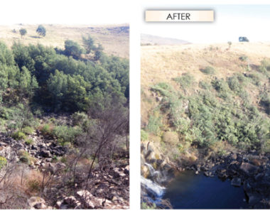 Alien_Plant_Before_and_After_1 Alien_Plant_Before_and_After_1