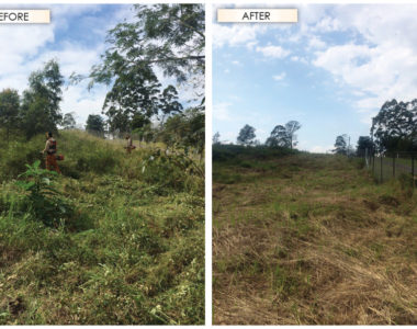 Clearing_Before_and_After2