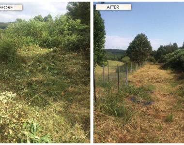 Clearing_Before_and_After3