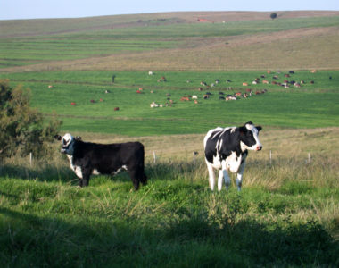 Livestock1 Livestock1