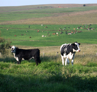 Livestock1 Livestock1