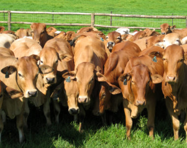 Livestock3 Livestock3