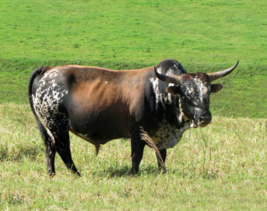 Livestock4 Livestock4