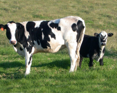 Livestock5 Livestock5