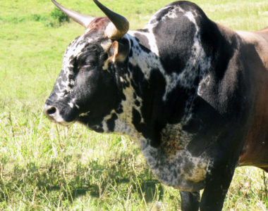 Livestock6 Livestock6