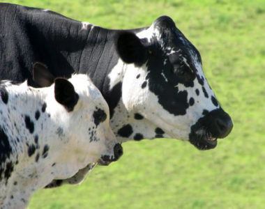 Livestock7 Livestock7