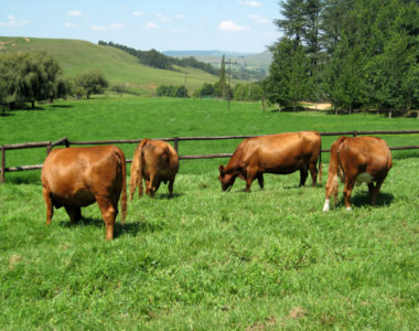 Livestock8 Livestock8